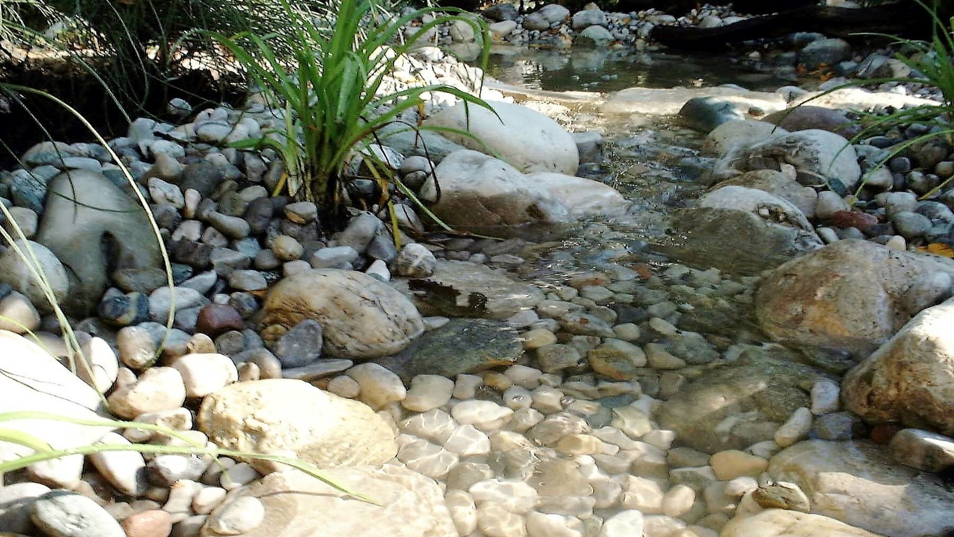Wasser Teich Large
