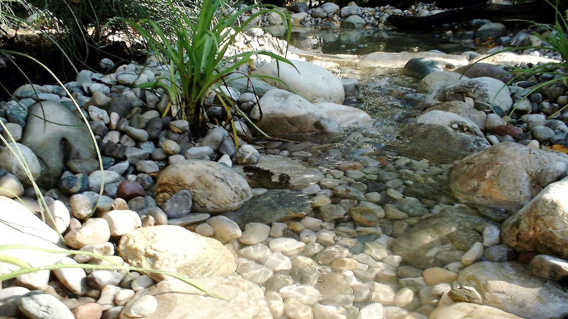 Wasser Teich Large